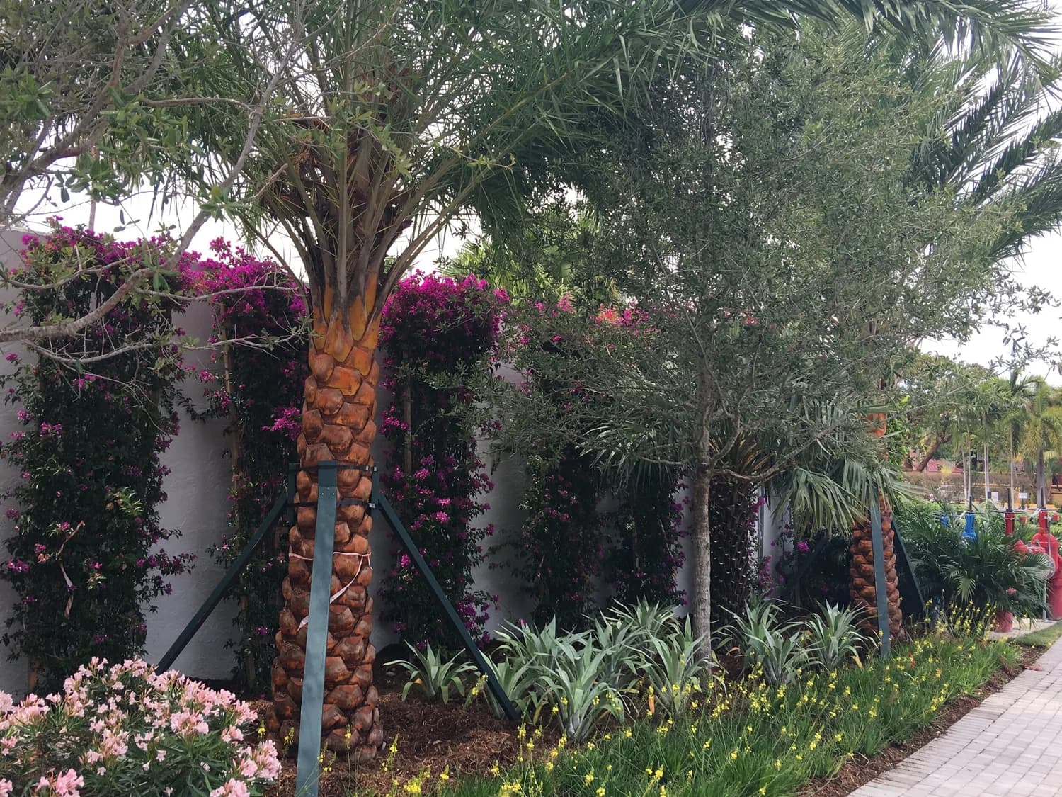 Mature palms preserved on an RDM project site
