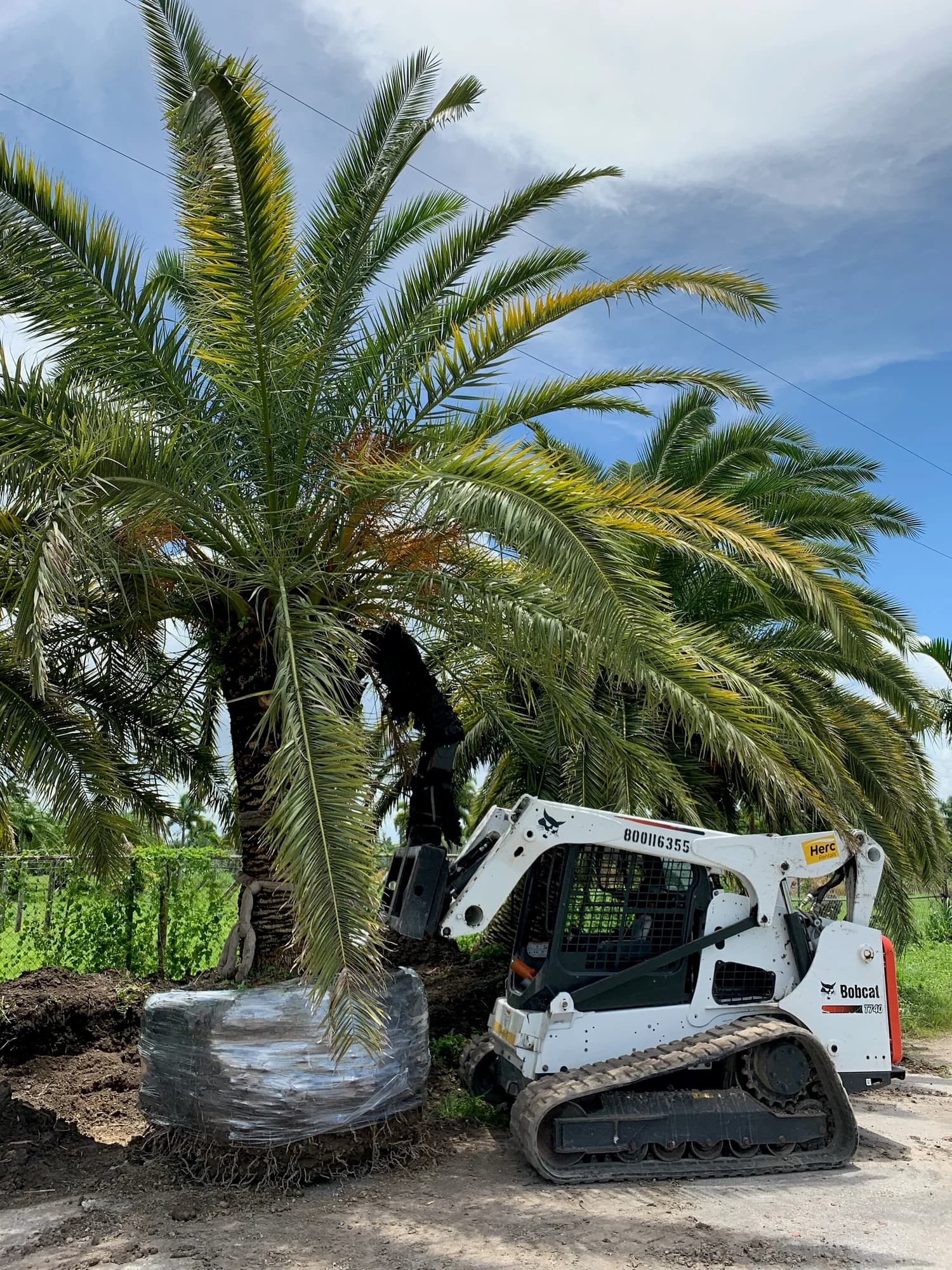 RDM crew moving a large palm with a skid-steer
